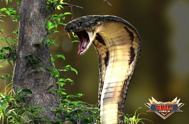 Mơ thấy rắn đang tấn công mình đánh số gì?
